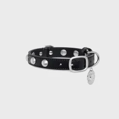 Small Thin Dog Collar in Smooth Calfskin with Studs